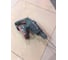 Аккумуляторный перфоратор Metabo KHA 18 LTX 600210890 9