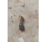 Щетка графитовая для HITACHI (аналог 999043) 7x11x17 мм UNITED PARTS 90-0892 4