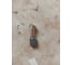 Щетка графитовая для HITACHI (аналог 999043) 7x11x17 мм UNITED PARTS 90-0892 5