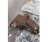 Заглушка IEK ELECOR КМЗ 40x16 дуб 4шт.компл EL-KK10D-Z-040-016-K11 4