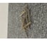 Пружина сжатия STAMO (0,6x7,2x40x14,6 - нержавеющая сталь) 10 штук VI1357 4