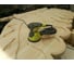 Эксцентриковая шлифмашина Ryobi ROS310-SA20 5133003616 20