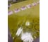 Виниловый трафарет STMDECOR МОРСКАЯ ЗВЕЗДА HWC-T2-016 6