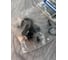 Ремкомплект для трещотки VR03331 1/4" 72 зуба VERTUL VR03331P 3