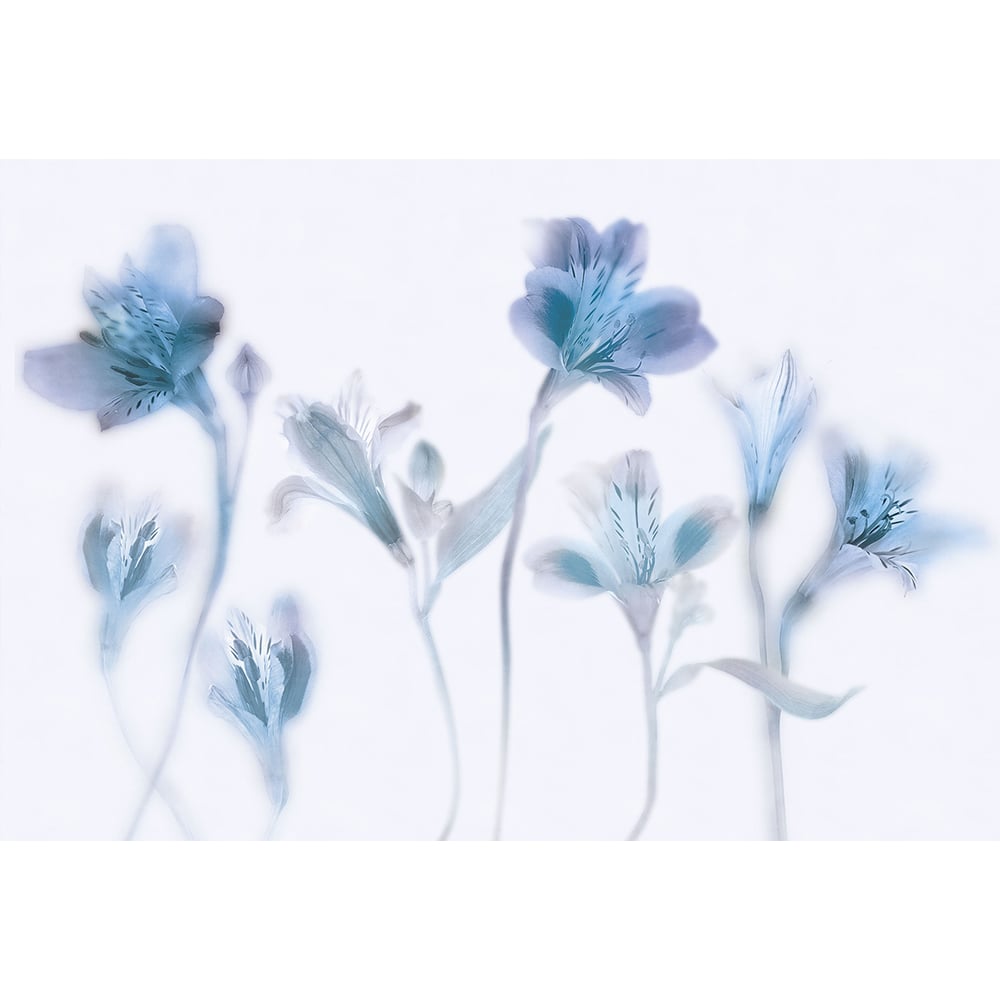 Изображение товара Фотообои ООО Ортограф 3.93x2.7 м цветы гладкие флизелиновые для стен