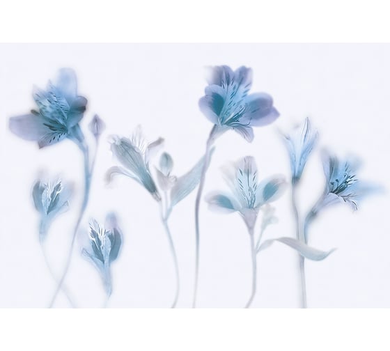 Изображение товара Фотообои ООО Ортограф 3.93x2.7 м OF_35017