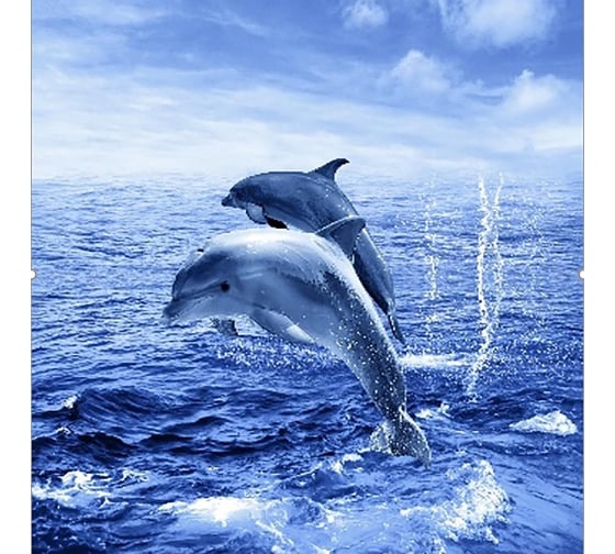 Изображение товара Штора для ванной Zalel фотопринт, 180x200, дельфины, с кольцами 553272