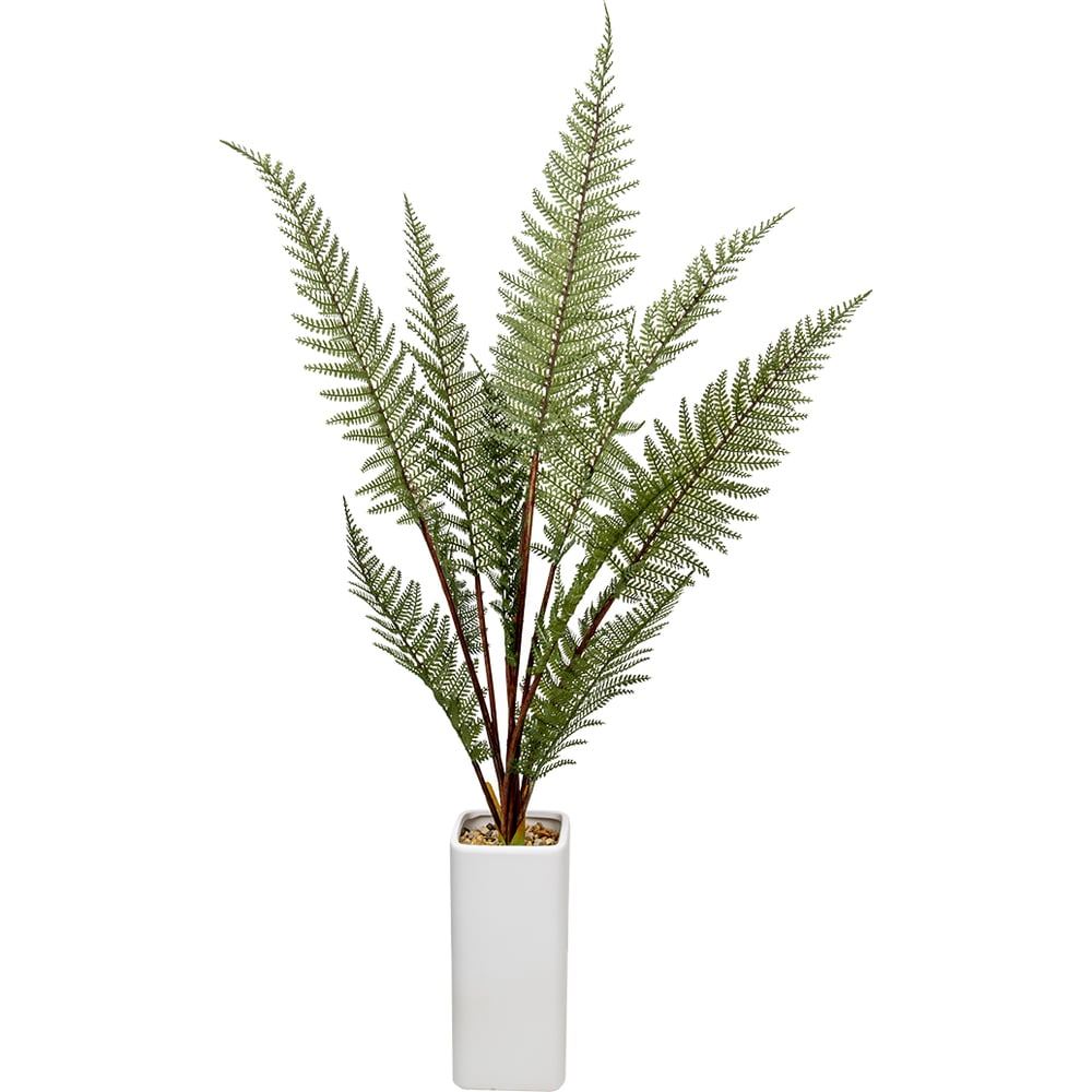 Изображение товара Папоротник ВеЩицы в керамическом горшке Mia6