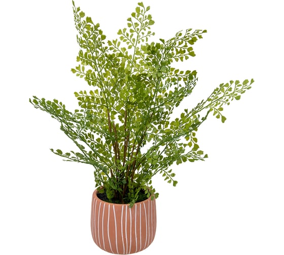 Изображение товара Папоротник ВеЩицы курчавый в керамическом горшке, Д120 Ш120 В480 Mia11