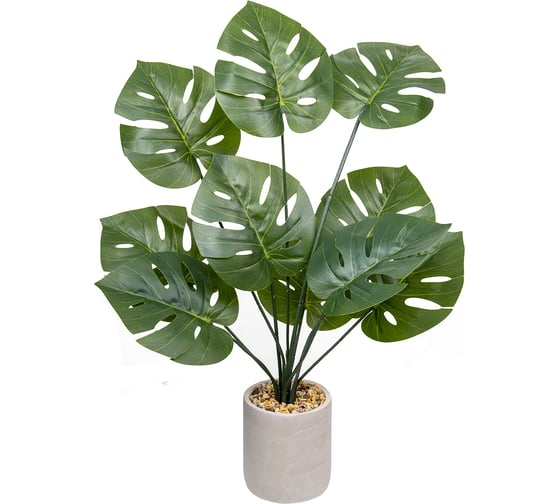 Изображение товара Монстера ВеЩицы в керамическом горшке, Д120 Ш120 В700 Mia10