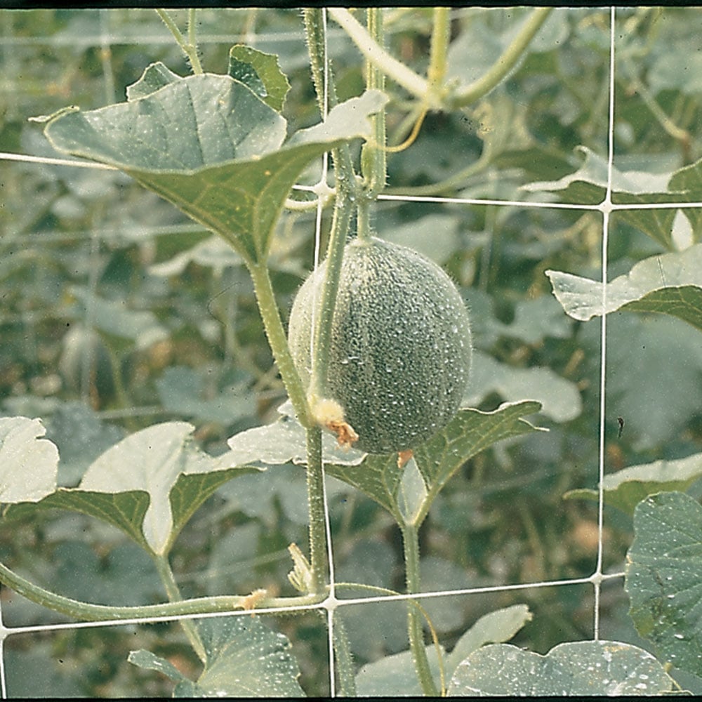 Изображение товара Сетка для выращивания цветов на срезку TENAX SpA 1,19x1000 м