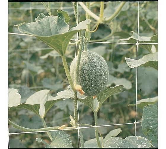 Изображение товара Сетка для выращивания цветов на срезку TENAX SpA HORTONOVA, 1,19x1000 м, 00-00006863