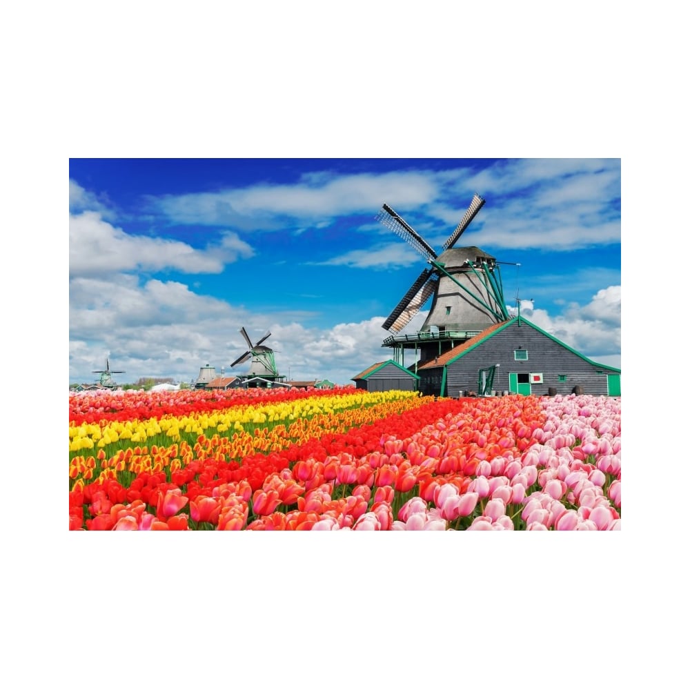 Цветущие поля тюльпанов в Голландии