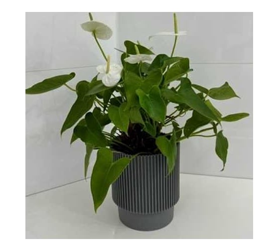 Изображение товара Кашпо ФлораПласт Elsa пластик, d15 см, h18 см, 3л серый 0 70867