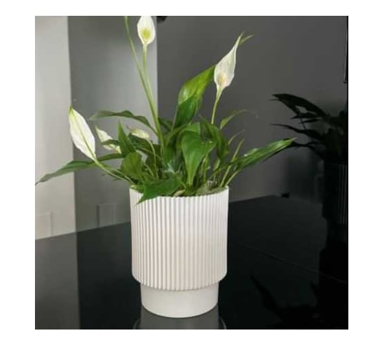 Изображение товара Кашпо ФлораПласт Elsa пластик, d15 см, h18 см, 3л белый 0 70866