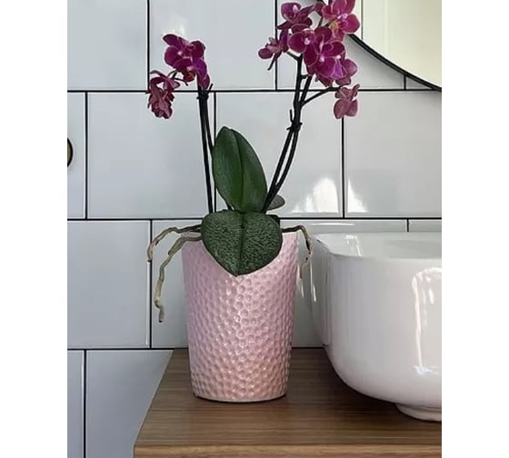 Изображение товара Кашпо Scheurich керамика Barcelona d13см h15см розовый 0 73001