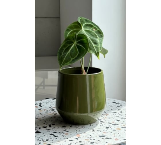 Изображение товара Кашпо Scheurich керамика Barcelona d14см h14см зеленый 0 73402