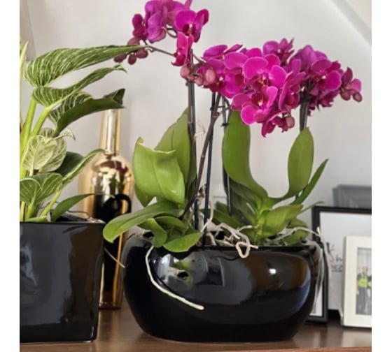 Изображение товара Кашпо Scheurich керамика Piano d27*17см h13см черный 0 73161