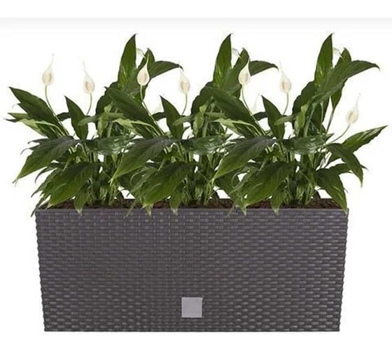 Изображение товара Горшок цветочный Prosperplast Rato Case 500 балконный, коричневый DRTC500-440U