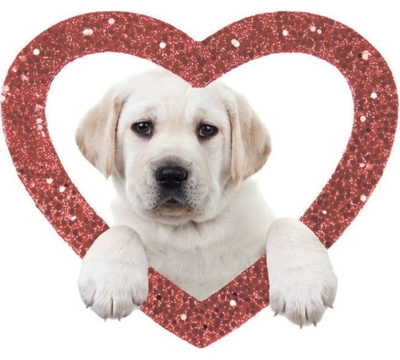 Изображение товара Тканевая шторка для ванны Melodia della vita 180х200см Любимый щенок MZ-132 20904