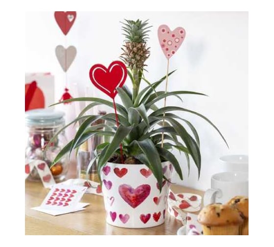 Изображение товара Кашпо керамика Scheurich Heartbeat d13см, сердца, h12cm 073617