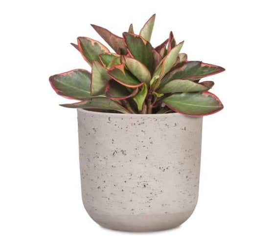 Изображение товара Кашпо керамика Scheurich La Natura Basalto d18см, натуральный, h17см 073627