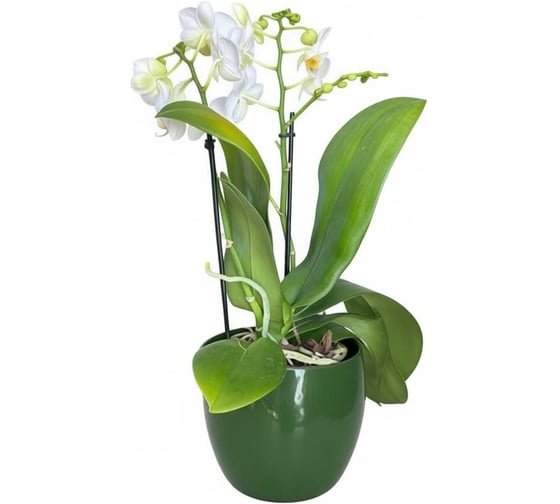 Изображение товара Кашпо керамика Scheurich Vintage d15см h12см зеленый 073016