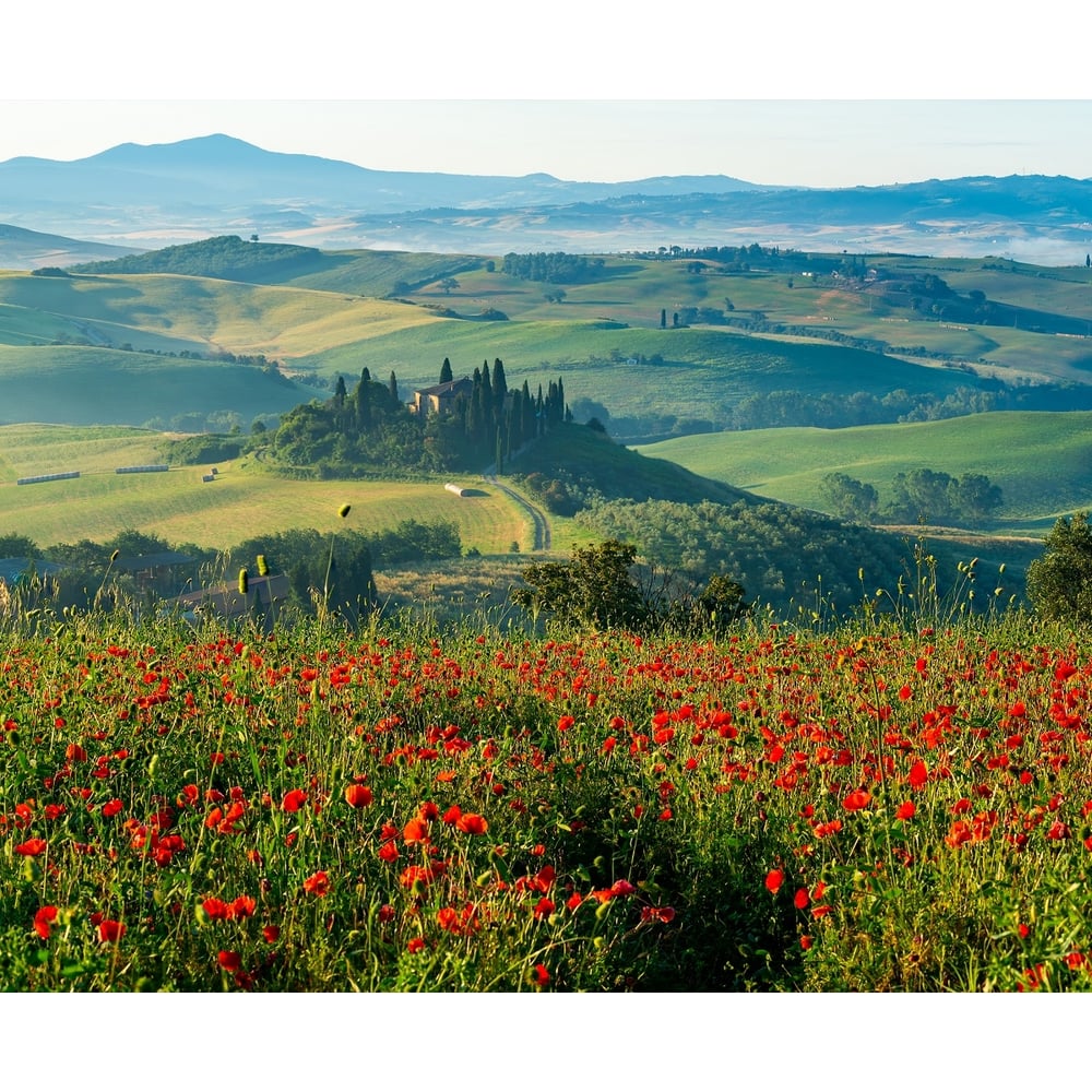 фото Фотообои primavera