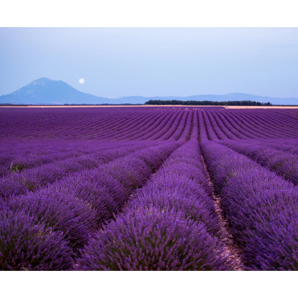 фото Фотообои primavera