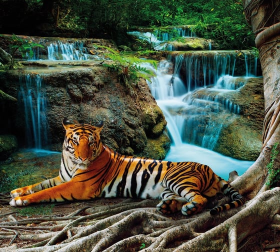 Изображение товара Обои Антимаркер Milan Тигр у водопада, 300x270 см M 3160