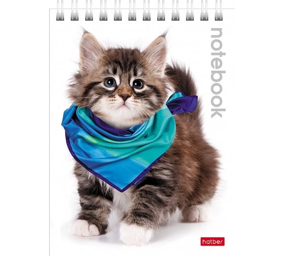 Изображение товара Блокнот Hatber 40л, А6, 65г/кв.м, клетка, обложка мелованный картон, УФ, лак 6 шт 004667