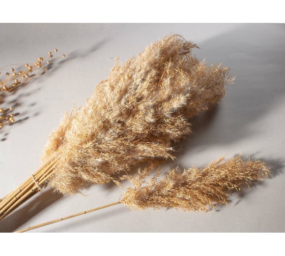 Изображение товара Набор из 12 букетов сухоцветы Камыш Стильный Дом 46622