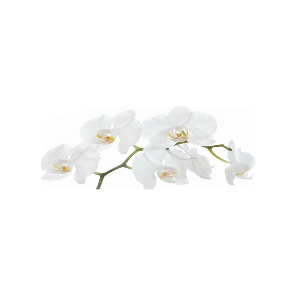 Кухонный фартук Студия фартуков, цвет белая орхидея
