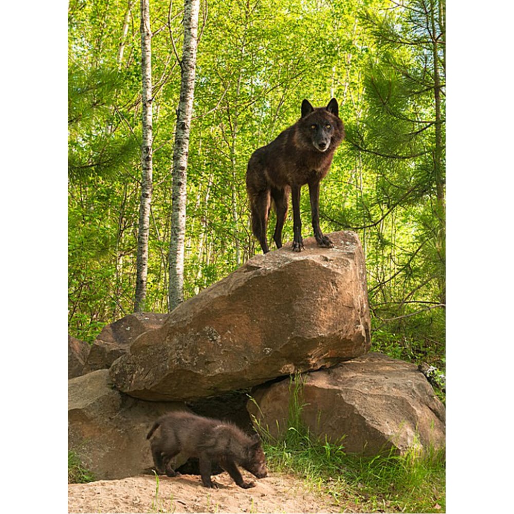 Фотообои Студия фотообоев волк и семеро козлят гигантская раскраска 85 см