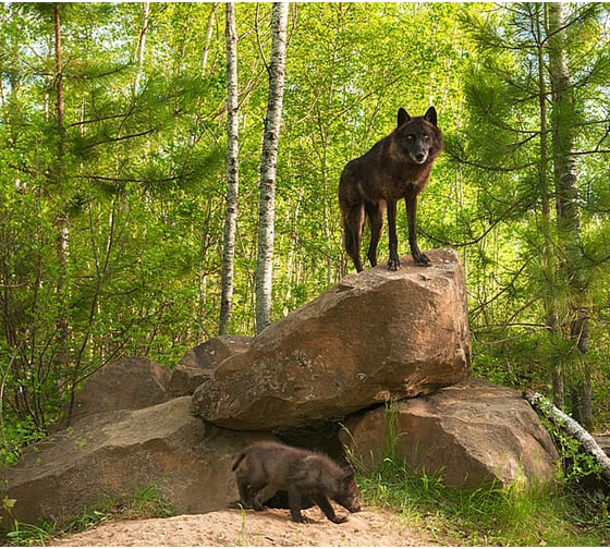 Изображение товара Фотообои Студия фотообоев Волчица с волчонком, 300x270 см, 3 полотна 1308590
