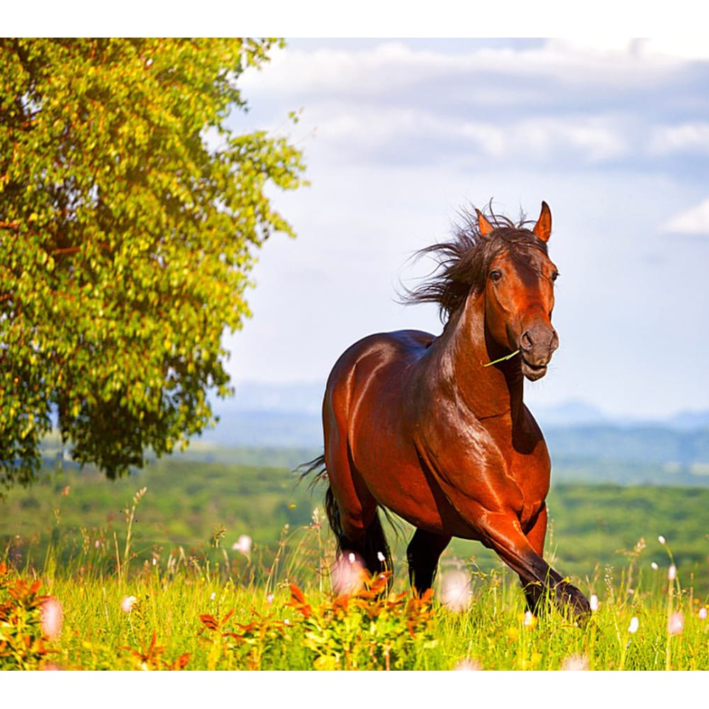 Фотообои Студия фотообоев хромота лошади