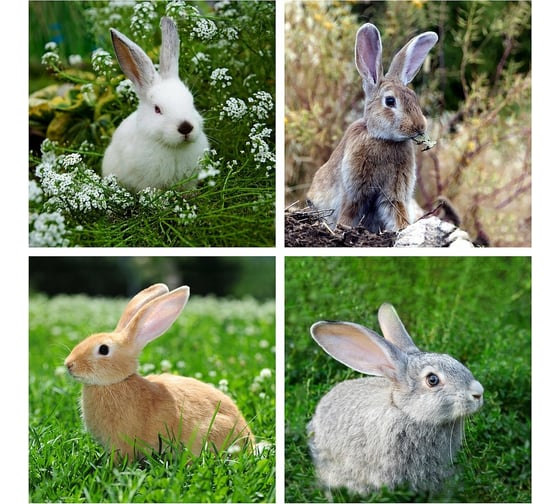 Изображение товара Подставка под горячее МУЛЬТИДОМ Кролик ФОТО размер 14x14 см 4 дизайна МТ88-435