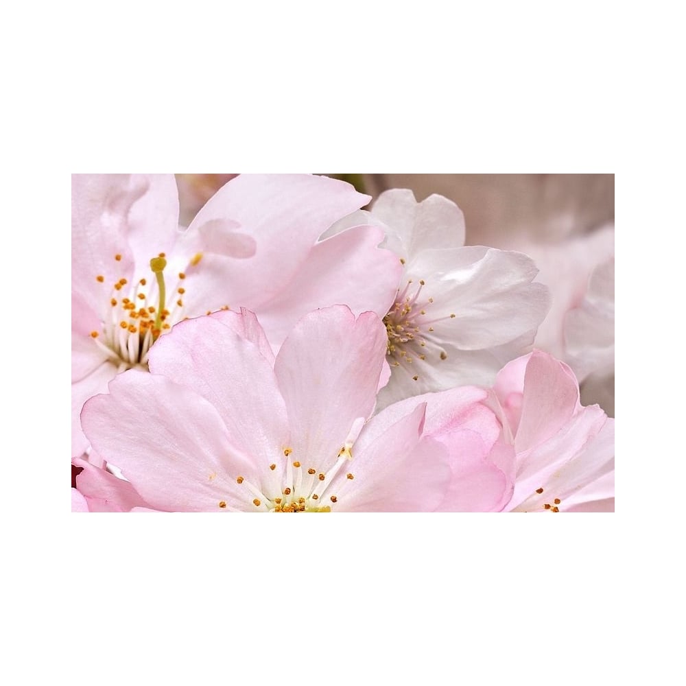 Декоративный массив Belleza открытка сложнотехническая с юбилеем букет розы розовый фон 12 5х19 4 см
