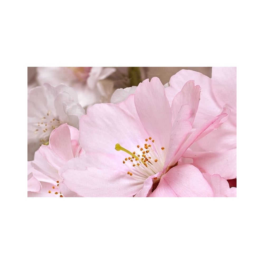 Изображение товара Декоративная плитка Belleza Букет розовый для ванной и кухни