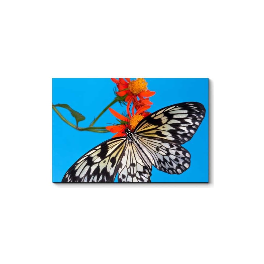 Картина Picsis картина в раме орхидеи и бабочки 60x100 см