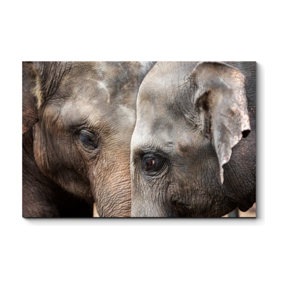 Картина Picsis демонстрационные картины дикие животные 8 плакатов а3