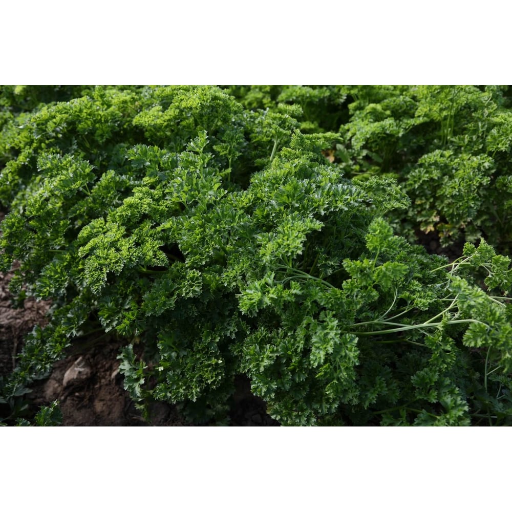 Семена ELITE PLANT-BREEDING & SEED PRODUCTION Co. ЭС 1026995423