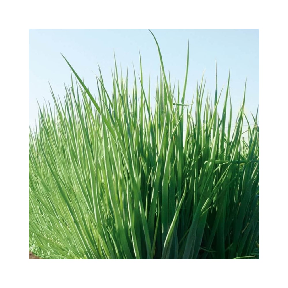 Семена ELITE PLANT-BREEDING & SEED PRODUCTION Co. ЭС мини 1999942735