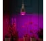 Светодиодная лампа для растений Uniel LED-M80-20W/SP/E27/CL ALS55WH, 11098 6