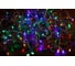 Светодиодная гирлянда-нить Neon-Night 8 режимов, 20м, 160 LED, мультиколор 303-119 1