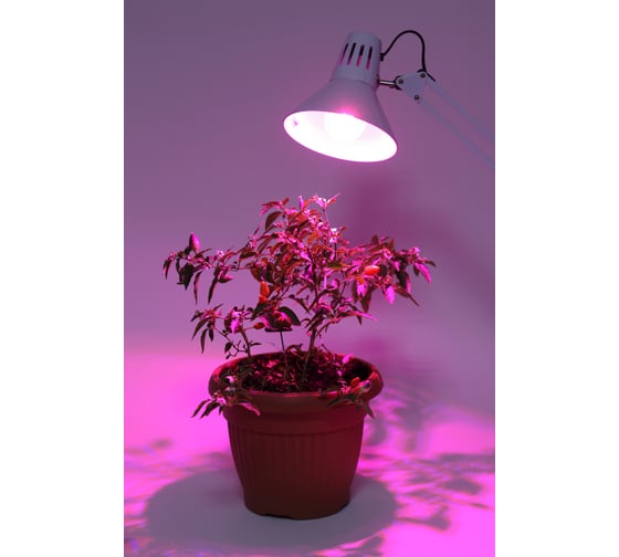 Светодиодная фито-лампа ЭРА FITO-10W-RB-E27-K Б0039069