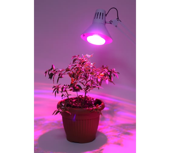 Светодиодная фито-лампа ЭРА FITO-16W-RB-E27-K Б0039072