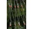 Электрогирлянда Сетка MOROZCO 1,4x1,1 супер-яркие 160л, 8ф, красный Э081604 1