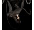 Подвесной светильник LOFT IT Monkey 10314 Black 4