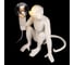 Настольная лампа LOFT IT Monkey 10314T/A 6